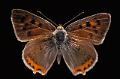 lycaena phlaeas 2 